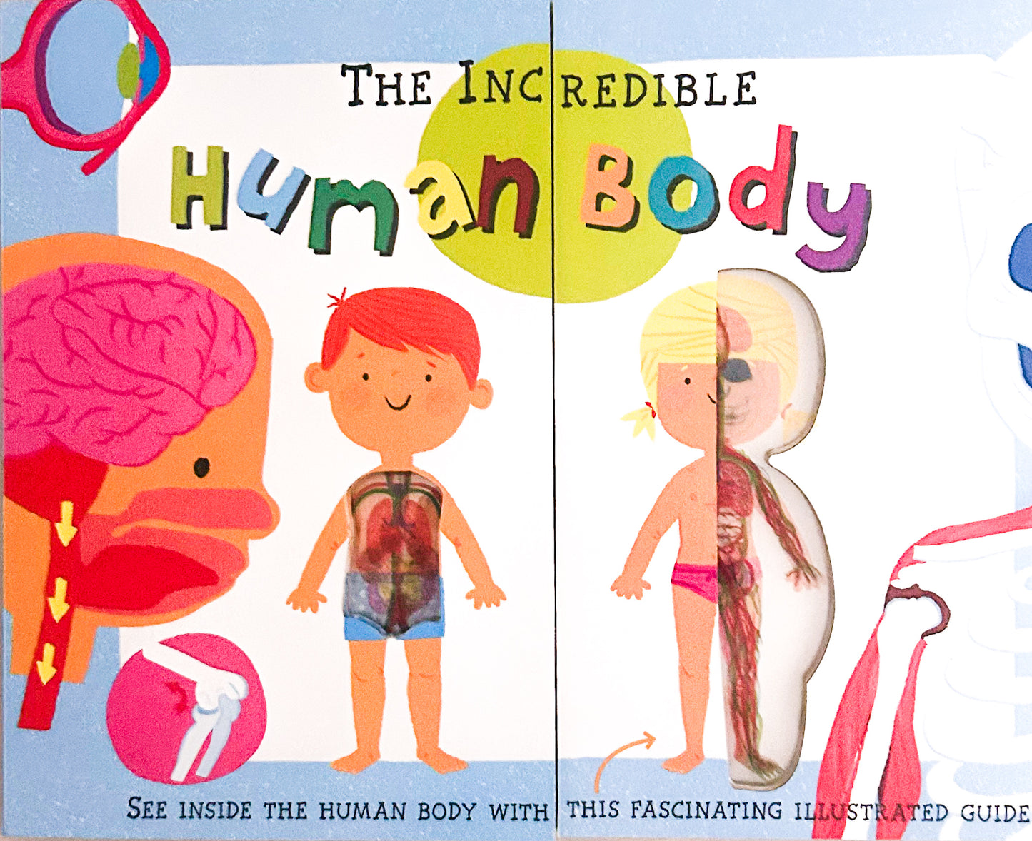 The Incredible Human Body